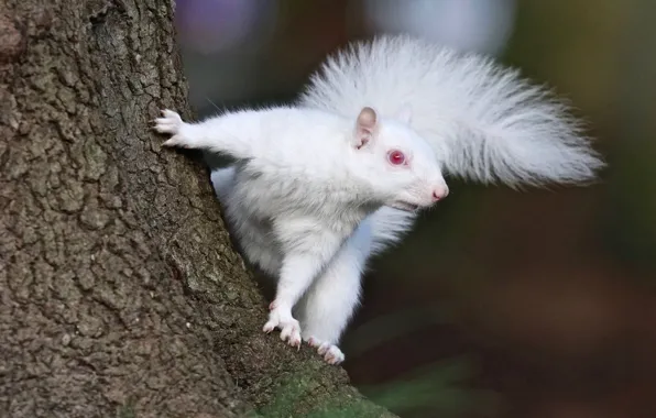 TREE, TAIL, PROTEIN, BARK, ALBINO