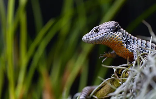 Grass, look, pose, the dark background, background, portrait, legs, lizard
