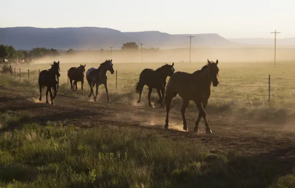 Fog, horses, horse, the herd