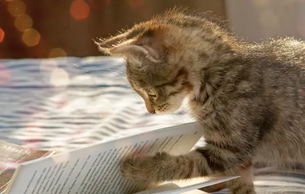 Cat, light, text, pose, kitty, grey, bed, book