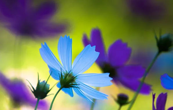 Picture macro, petals, meadow, kosmeya