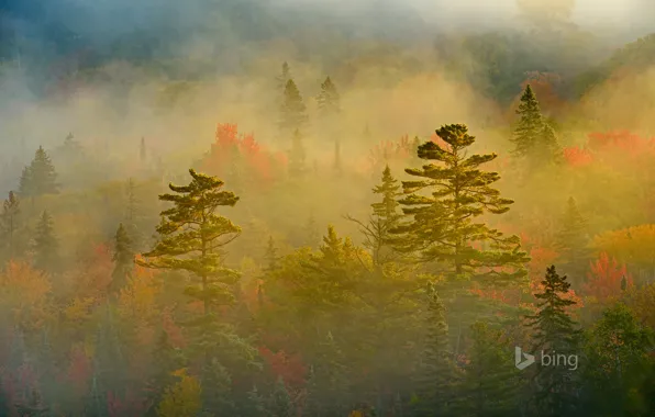 Picture autumn, forest, fog, Canada, Ontario, Lake Superior Provincial Park