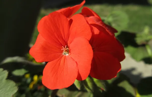Red, geranium, spring 2018, Meduzanol ©