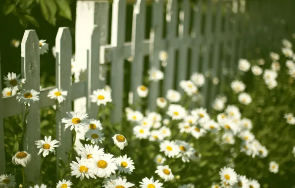 Flowers, background, widescreen, Wallpaper, mood, the fence, chamomile, Daisy