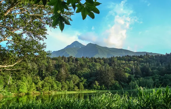Picture forest, the sky, trees, mountains, lake