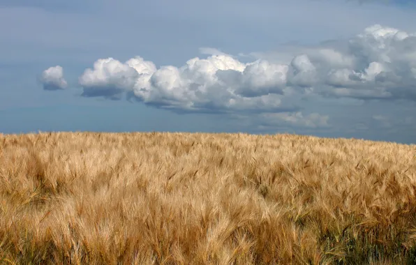 Picture field, clouds, ears