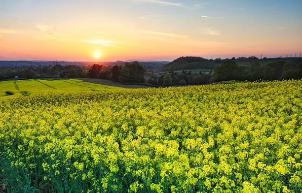 Field, forest, the sun, flowers, dawn, spring, yellow, meadow