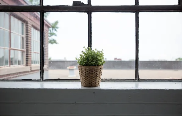 Plant, window, pot