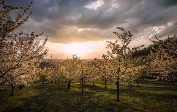 Picture sunset, spring, garden