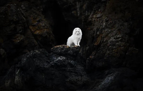 Rocks, dog, Samoyed