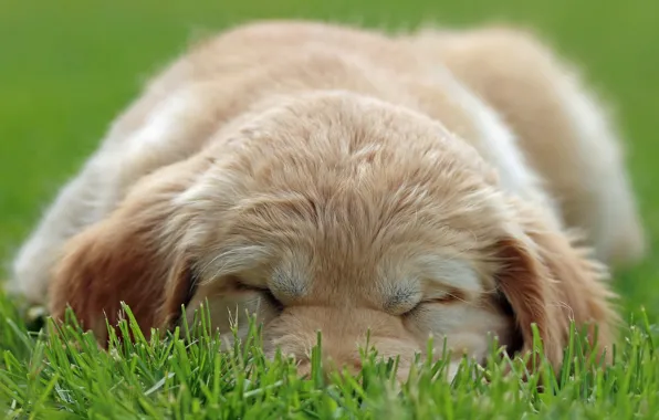 Grass, dog, puppy