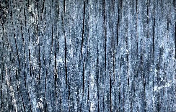 Tree, old, wear and tear