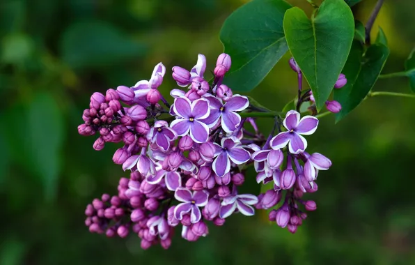 Picture leaves, flowers, branches, bright, spring, flowering, green background, lilac