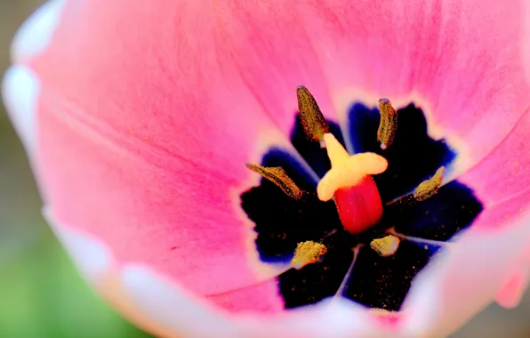 Picture macro, nature, Tulip, petals