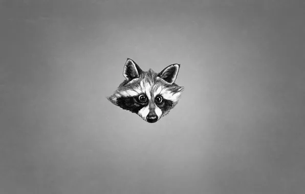 Face, animal, black and white, minimalism, raccoon, raccoon