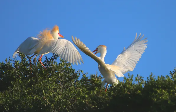 The sky, trees, bird, wings, pair