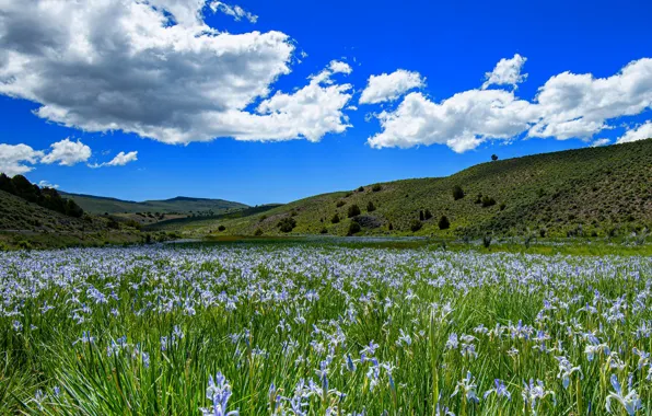 Picture the sky, the sun, clouds, flowers, hills, meadow, CA, USA