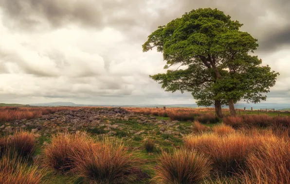 Field, autumn, the sky, grass, trees, stones, tree, space