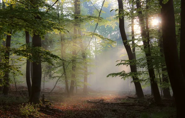 Forest, the sun, rays, trees, branches, nature, fog, Park