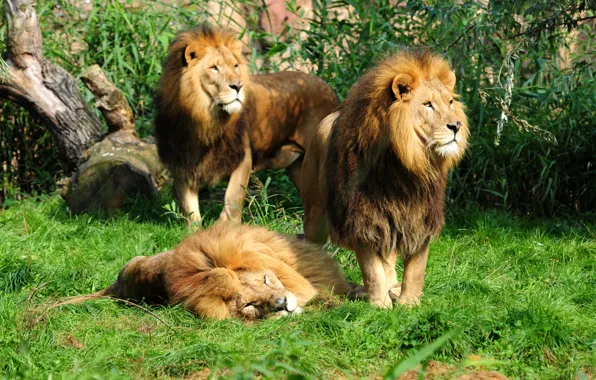 Grass, cats, Leo, lions, trio