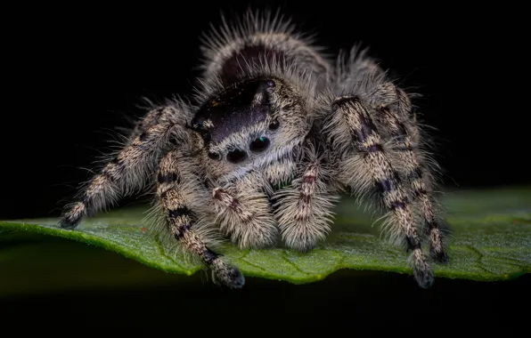 Look, macro, leaf, spider, black background, jumper, spider, jumping spider