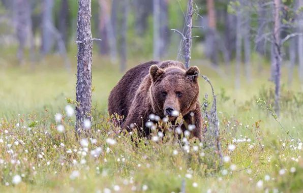 Picture forest, grass, look, face, trees, flowers, nature, pose