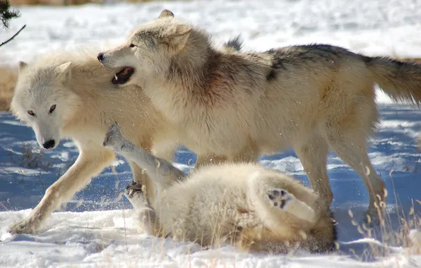 Predator, nature, snow, face, animal, wolf, canis lupus, wildlife