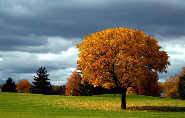 Picture autumn, the sky, clouds, tree, falling leaves, fall colors