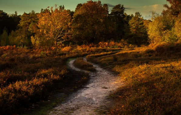 Road, field, autumn, forest, grass, trees, foliage, the bushes