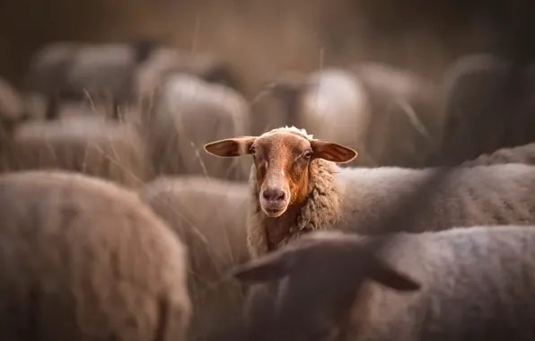 Nature, background, sheep