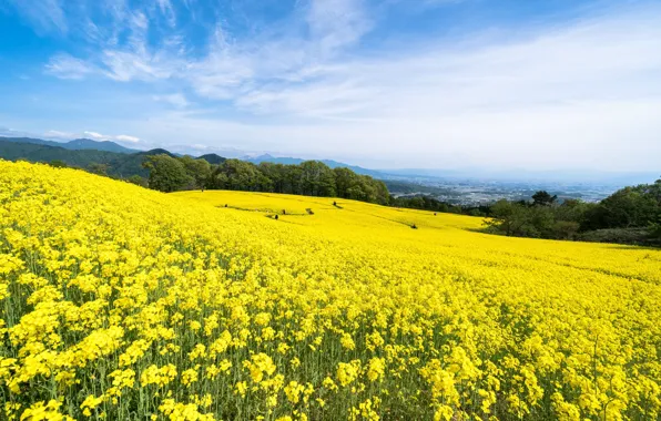 Field, rape, rapeseed field