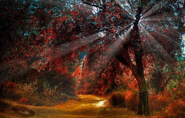 Picture road, autumn, light, nature, tree