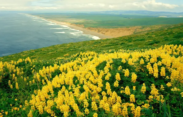 Sea, flowers, nature, panorama