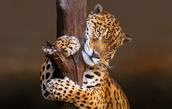 Nature, animal, predator, Jaguar, trunk
