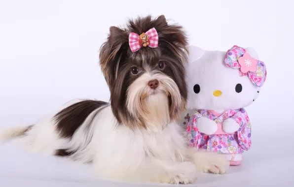 Toy, puppy, bow, Terrier