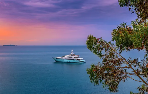 Sea, sunset, branches, tree, France, yacht, horizon, France