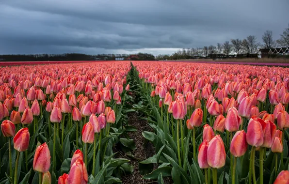 Field, clouds, drops, trees, flowers, clouds, spring, horizon