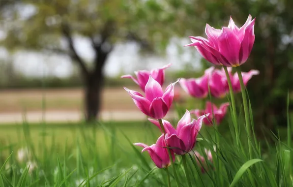 Picture nature, tulips, bokeh