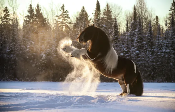 Winter, forest, light, snow, trees, pose, horse, glade