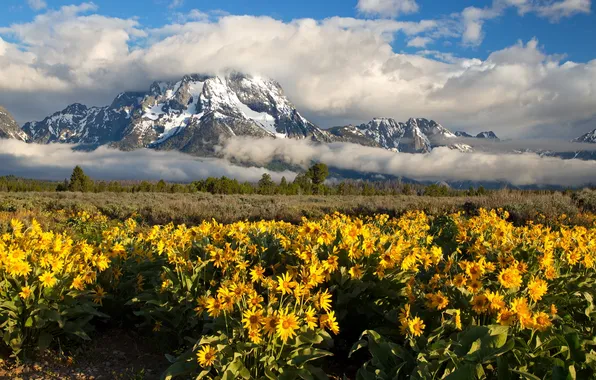 Picture flowers, mountains, Grand Teton National Park