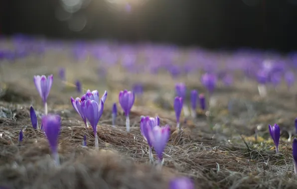 Picture grass, macro, flowers, nature, earth, glade, focus, spring