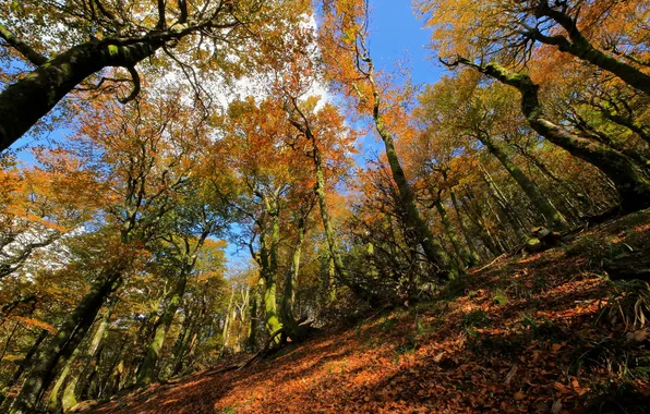 Picture autumn, forest, the sky, trees, slope