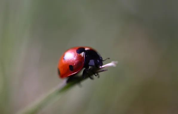Macro, beetle, God's Corvo