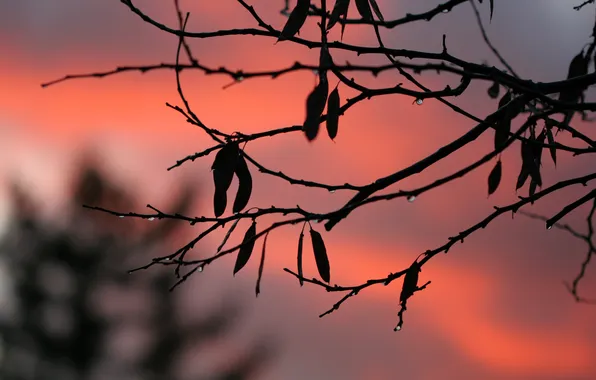 Autumn, drops, sunset, nature, naked, branch