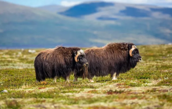 Picture field, mountains, nature, two, pair, bull, musk ox, two bulls