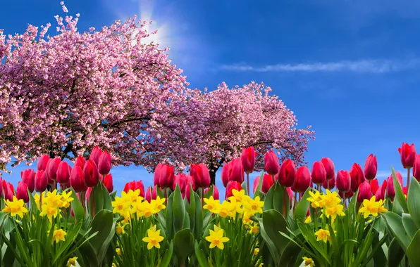 Picture flowers, tulips, sakura, spring