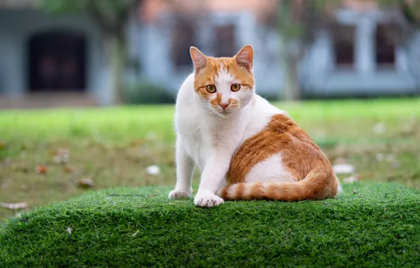 Cat, grass, cat, look, face, pose, house, lawn