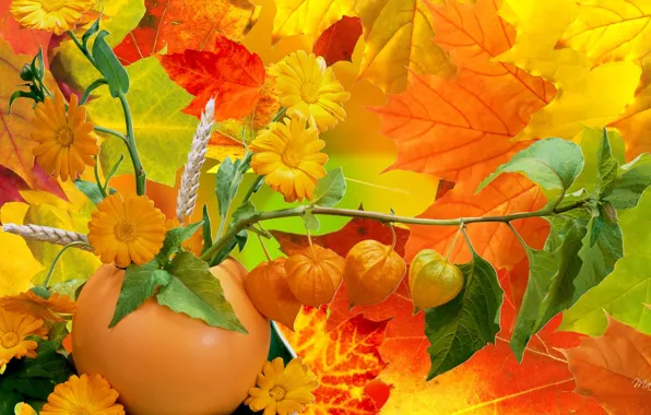 Picture autumn, leaves, flowers, collage, pumpkin