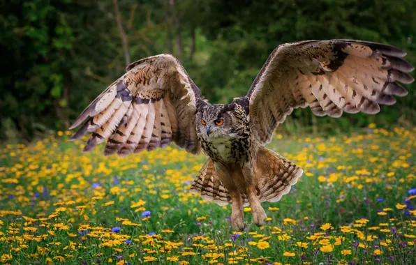 Picture flowers, nature, owl, bird, owl