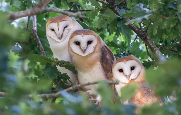 Birds, branches, owl, foliage, three, owls, trio, bokeh